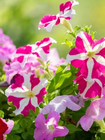 bring petunias back to life
