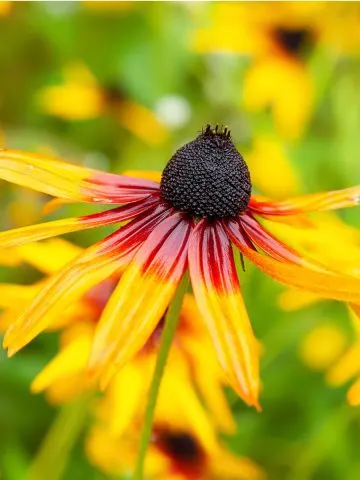 Black Eyed Susan After It Blooms