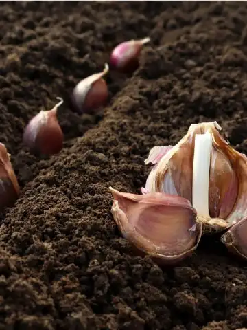 plant fall garlic