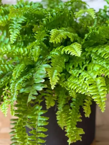 fern as a houseplant in the winter
