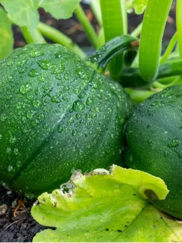 eight ball zucchini