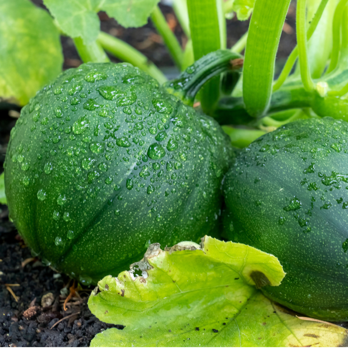 eight ball zucchini