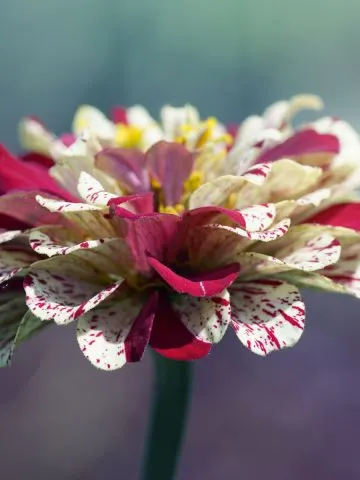 growing peppermint zinnias
