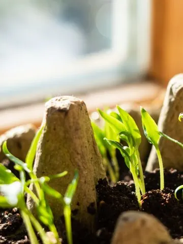 never start seeds in a window