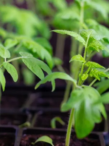 vegetable plants to grow indoors