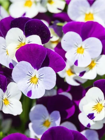 when and how to plant and grow pansies