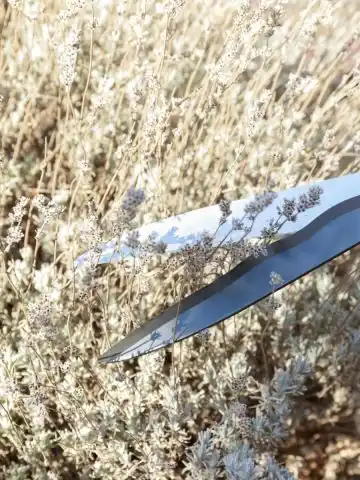 mistakes with lavender in early spring